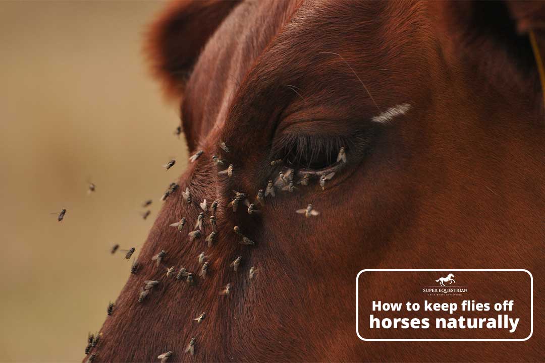 How do horses adapt to their Environment Facts we should know